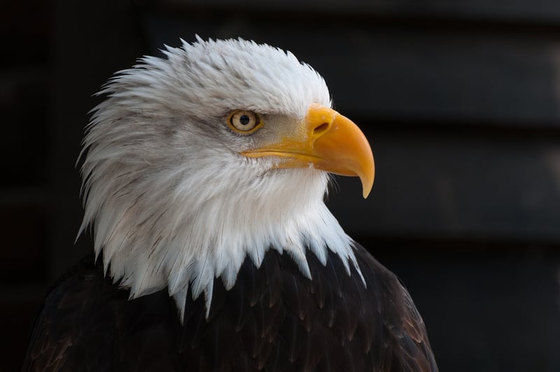 Eagle Symbolizing Leadership